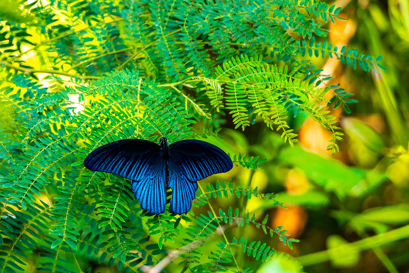 Butterfly in nature